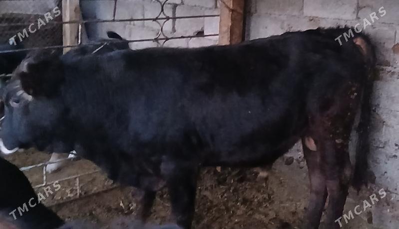 okuz - Бузмеин - img 2