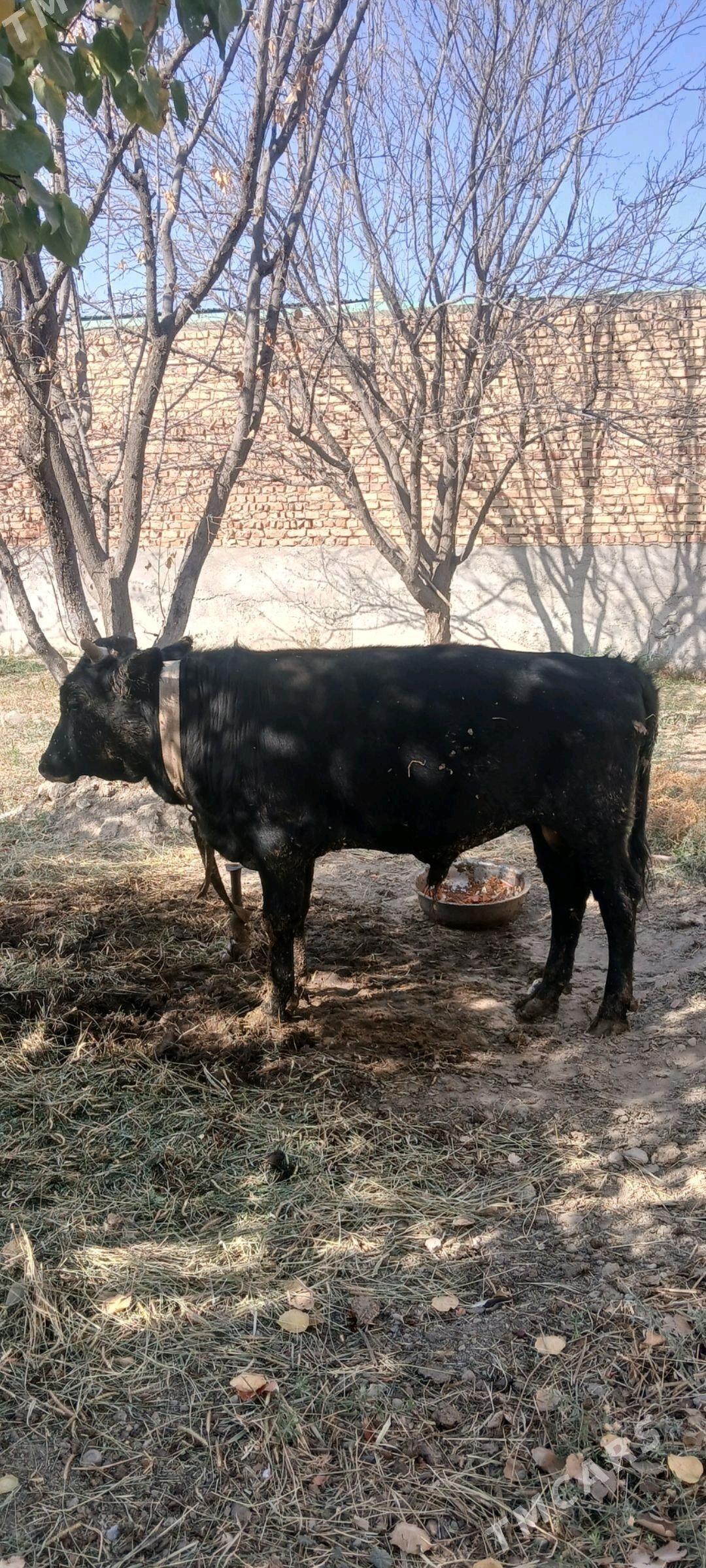 okuz - Бахарден - img 2