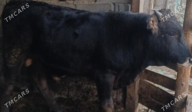 okuz - Бузмеин - img 1