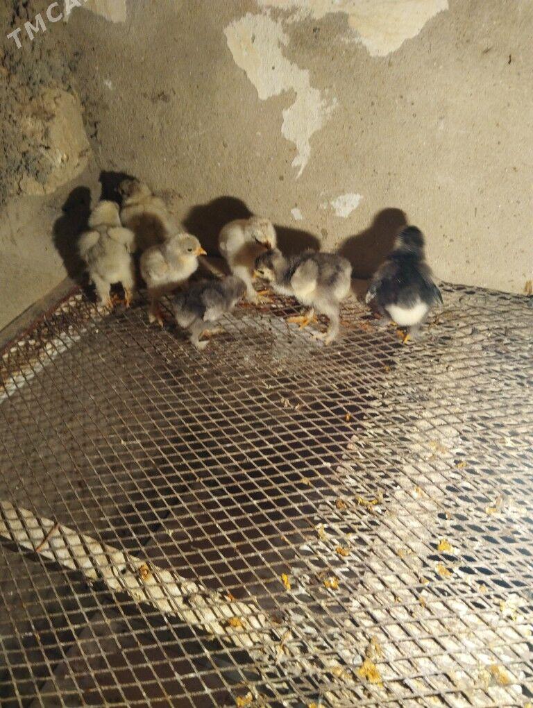 Brama juje - Balkanabat - img 2