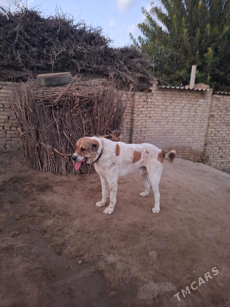 Yolbars - Saýat - img 3