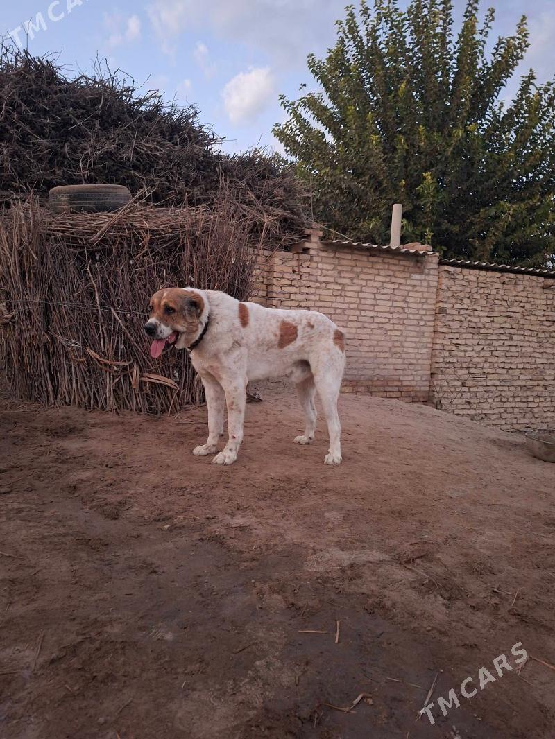 Yolbars - Saýat - img 4