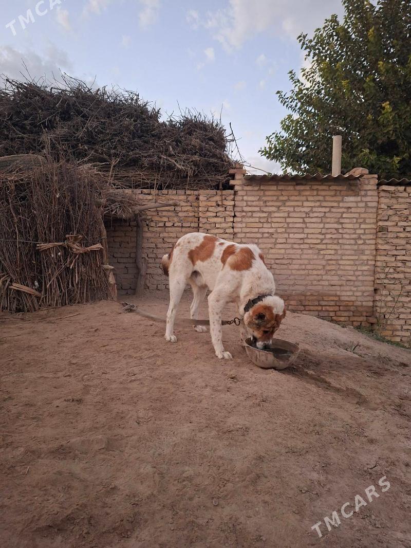 Yolbars - Saýat - img 5