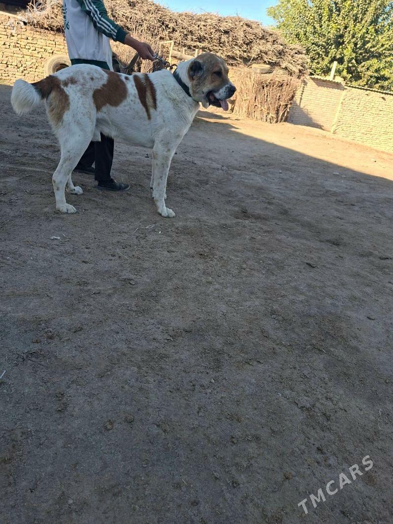 Yolbars - Saýat - img 1