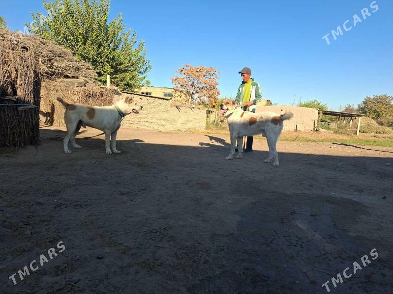 Yolbars - Saýat - img 2