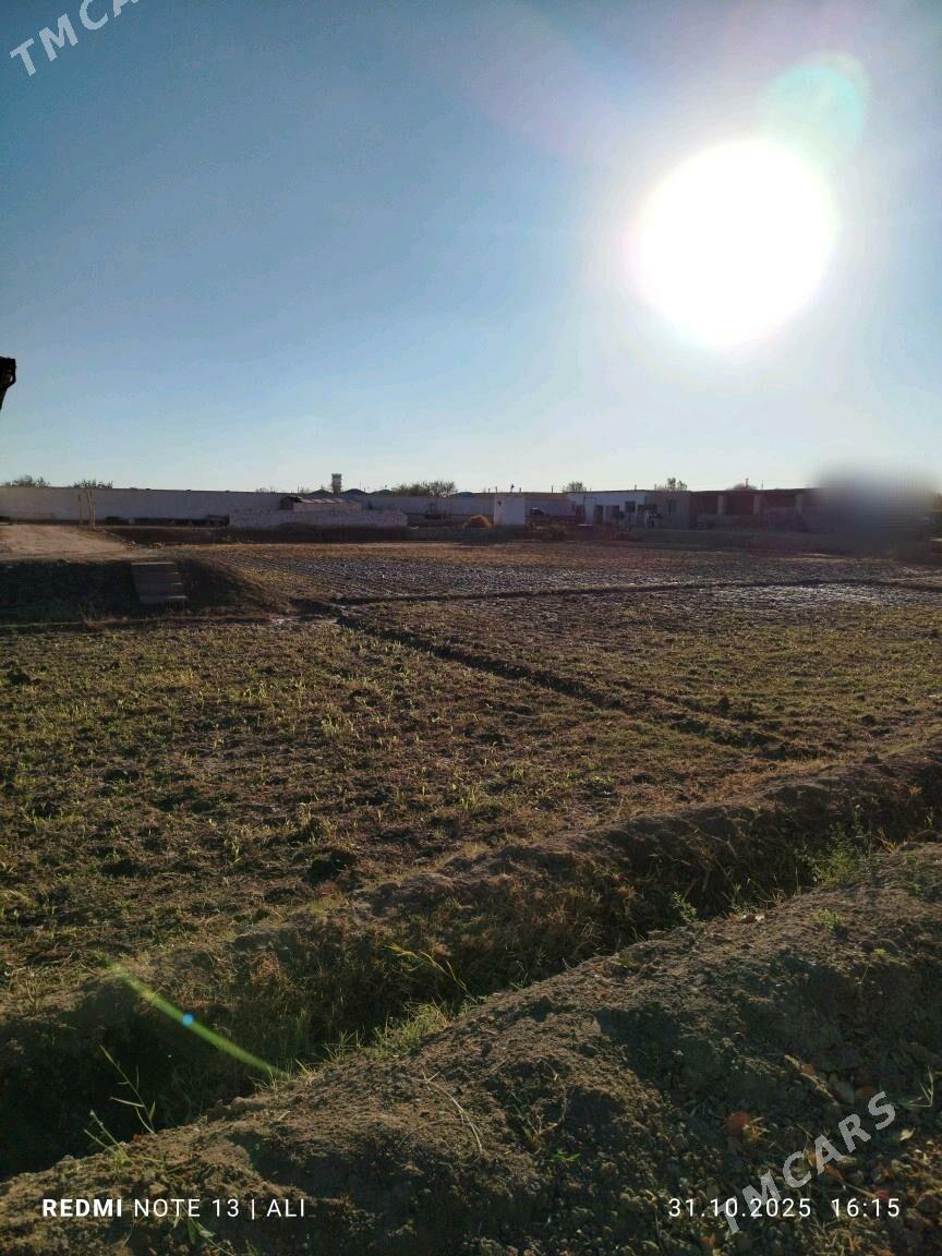 Satlyk Jay - Daşoguz - img 5