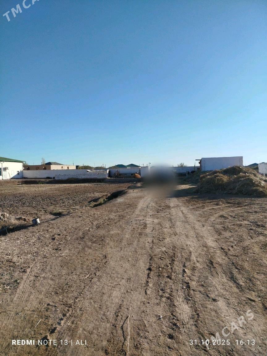 Satlyk Jay - Daşoguz - img 4