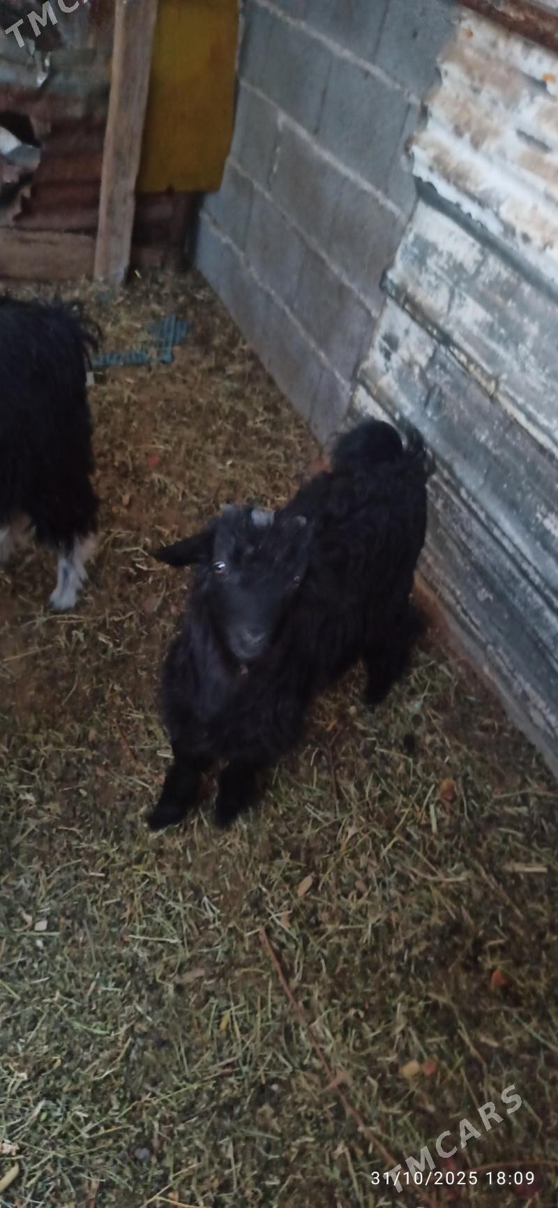 çewiş geci - Ашхабад - img 2