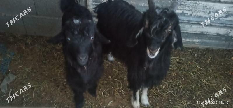 çewiş geci - Ашхабад - img 3