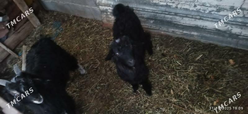 çewiş geci - Ашхабад - img 5