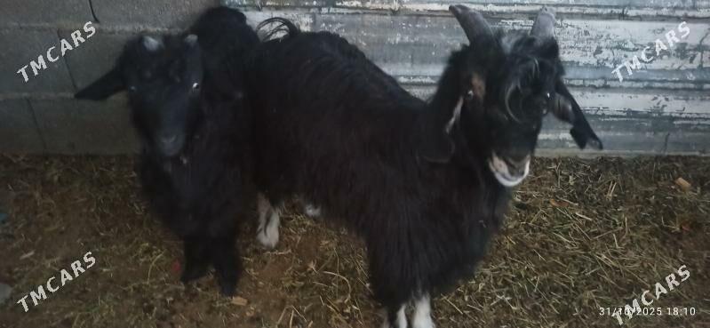 çewiş geci - Ашхабад - img 4