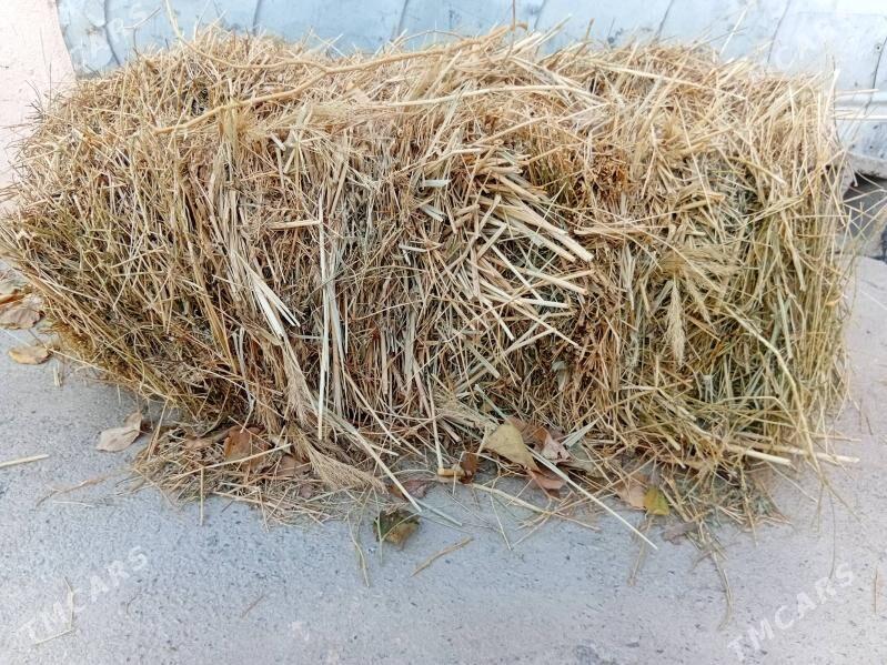 bede - Bagyr - img 4