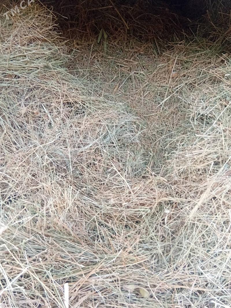 bede - Bagyr - img 3