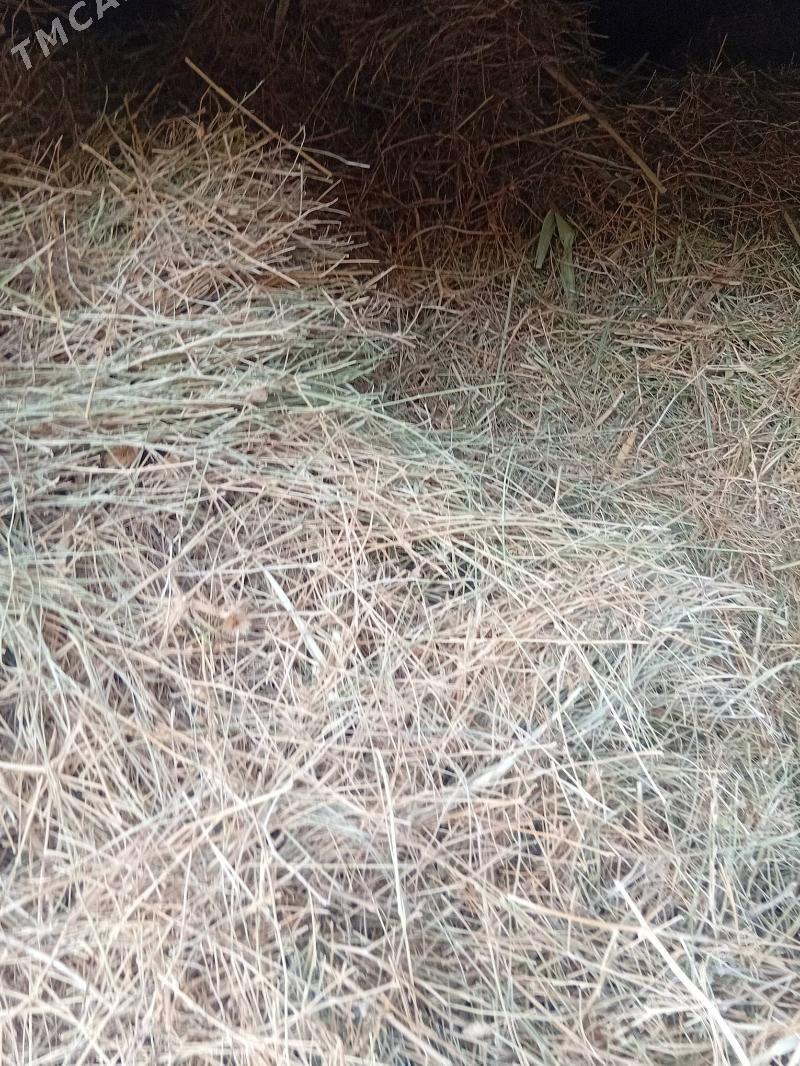 bede - Bagyr - img 1