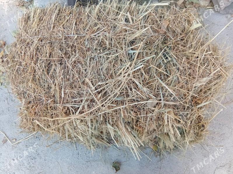 bede - Bagyr - img 2