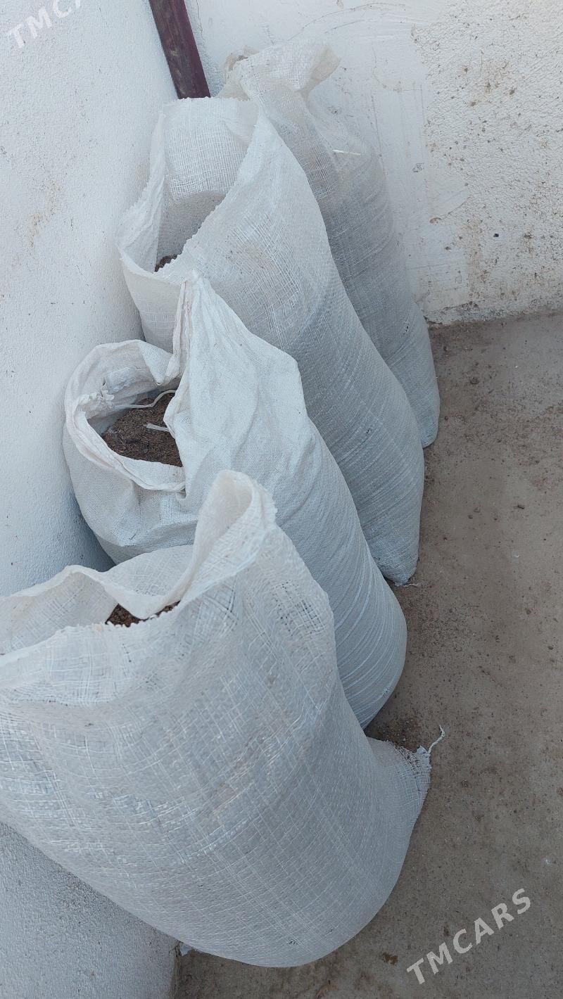 ders towugynky - Täze zaman - img 2