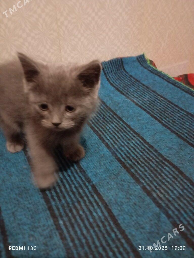 котята - Туркменабат - img 2