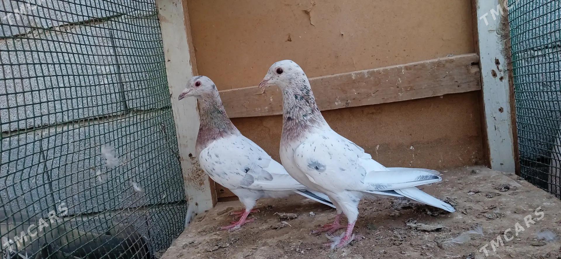 kepderi - Теджен - img 2