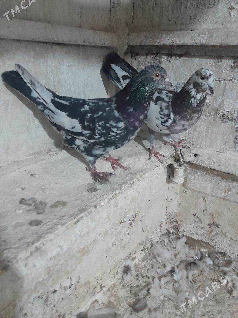 Kepderi - Mary - img 4