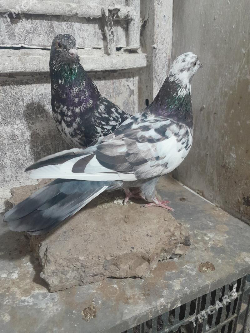 Kepderi - Mary - img 3