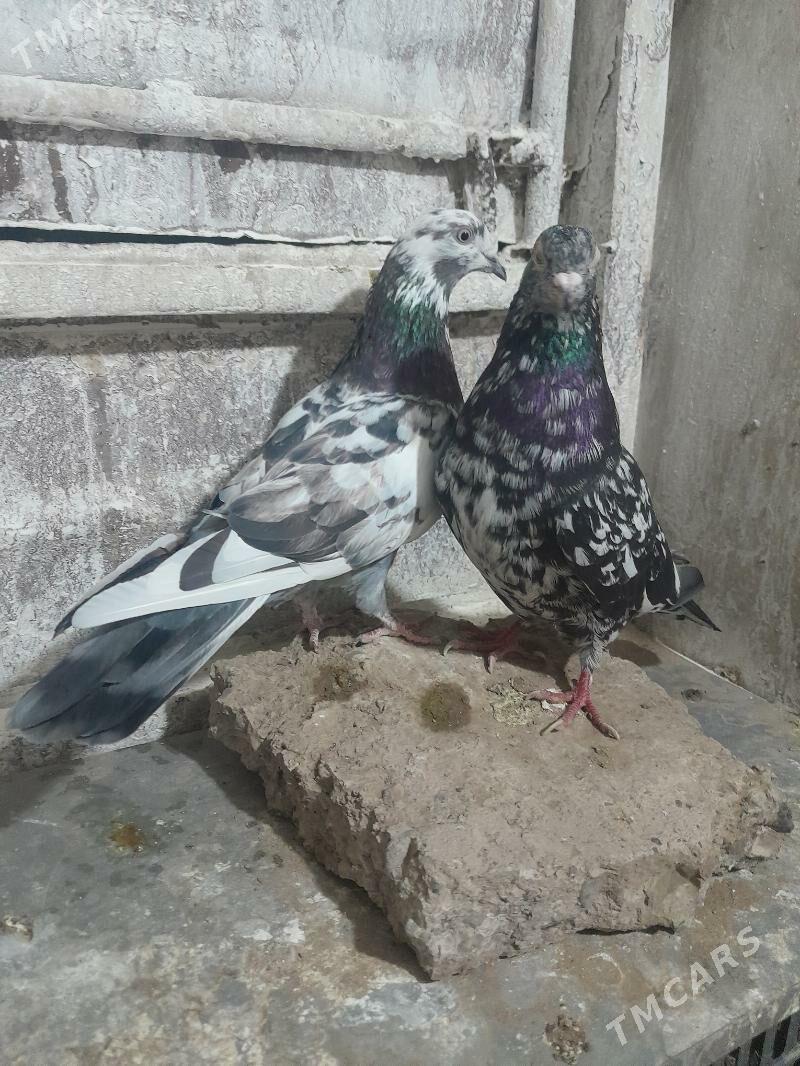 Kepderi - Mary - img 2