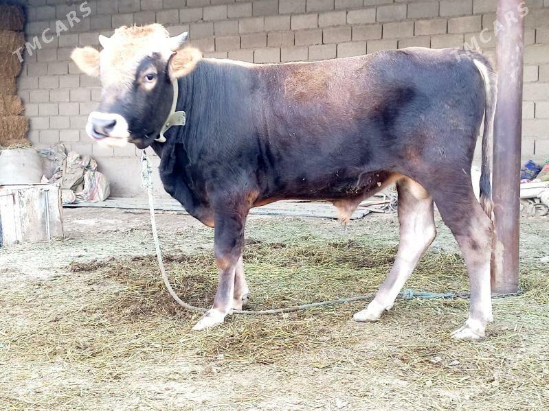 okuz - Бахарден - img 1