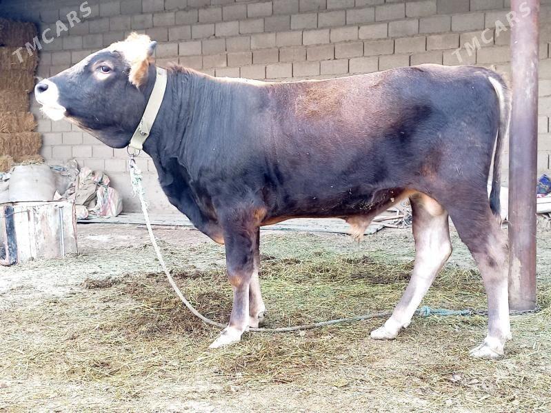 okuz - Бахарден - img 2