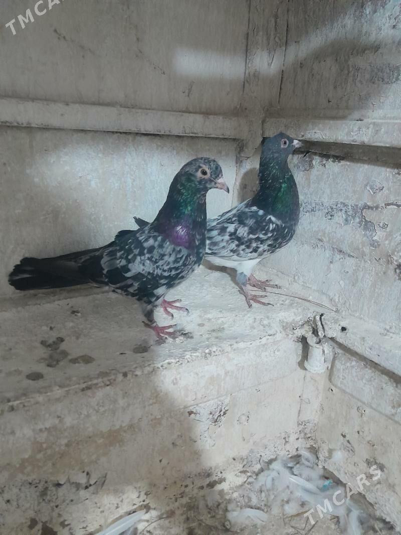 Kepderi - Mary - img 3