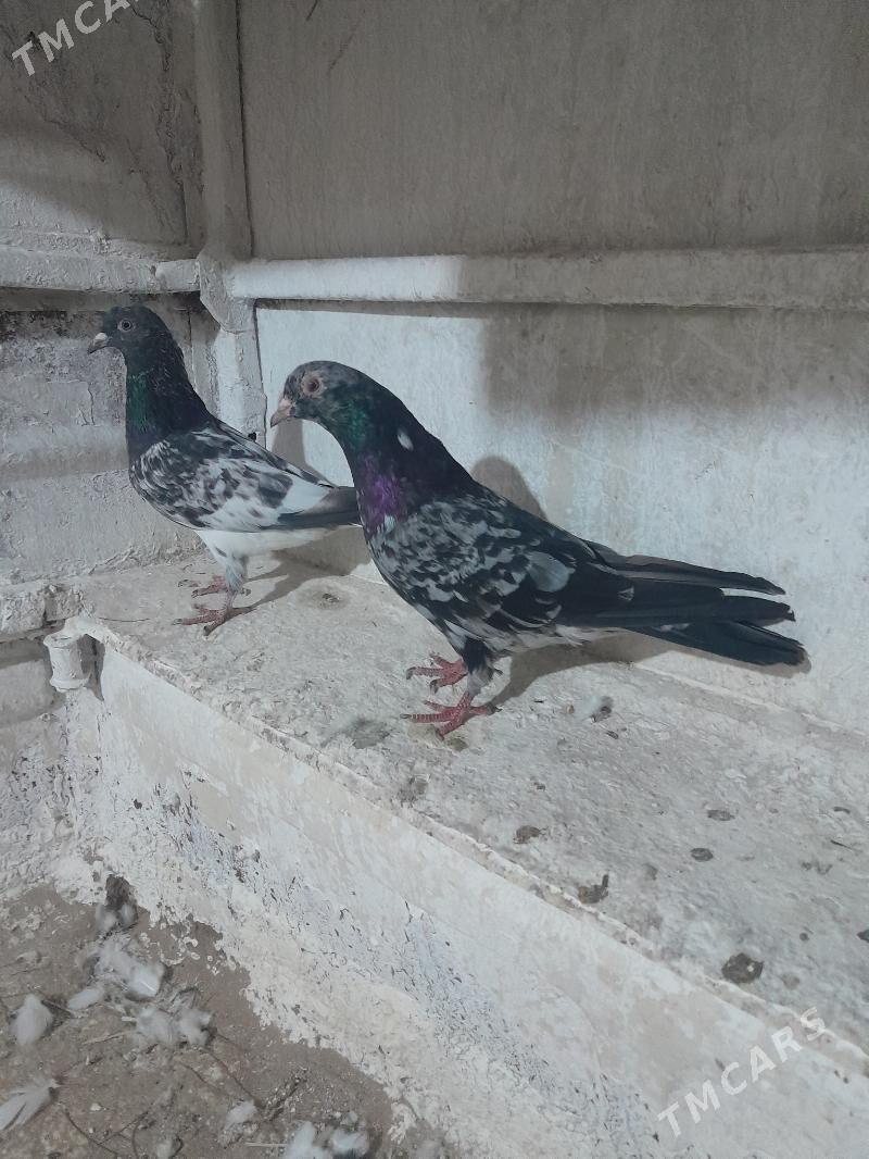 Kepderi - Mary - img 6