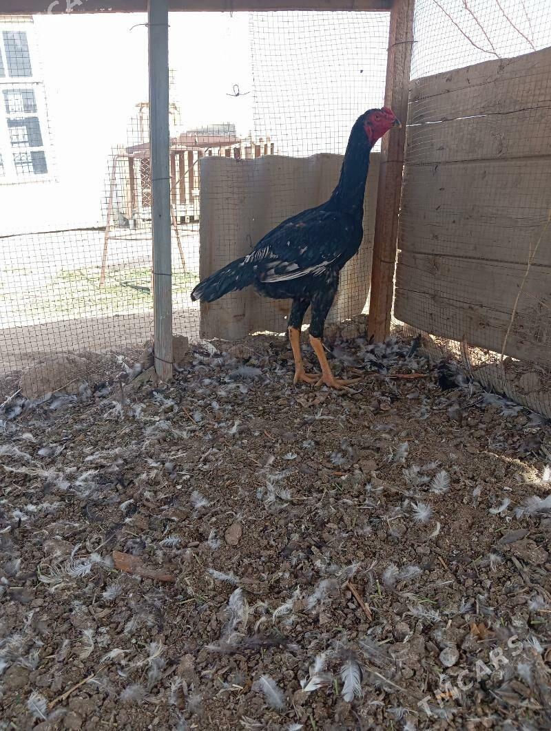 horaz - Baýramaly - img 1