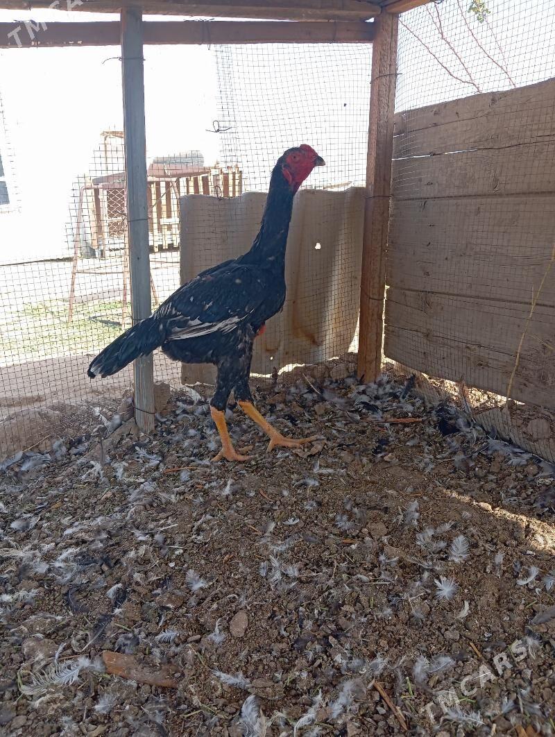 horaz - Baýramaly - img 3