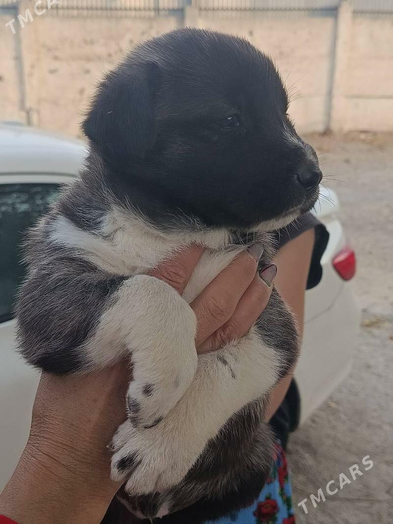 собака - Aşgabat - img 2