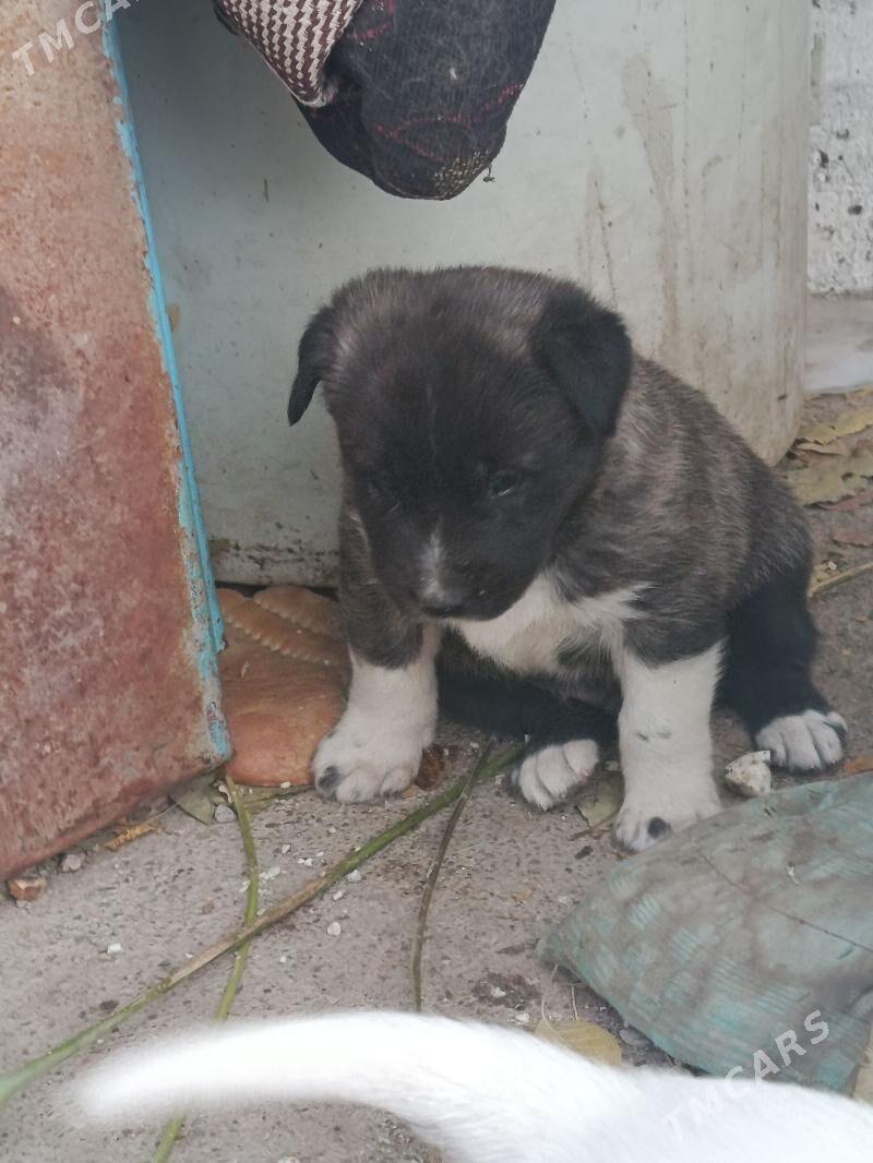 собака - Aşgabat - img 3