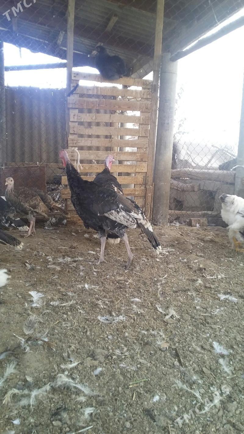 индуклар,,балгар,,товук,,жуйже - Büzmeýin - img 5