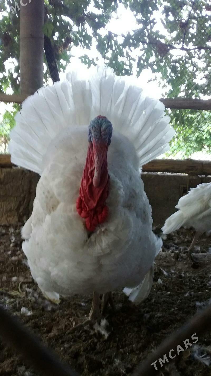 индуклар,,балгар,,товук,,жуйже - Büzmeýin - img 3