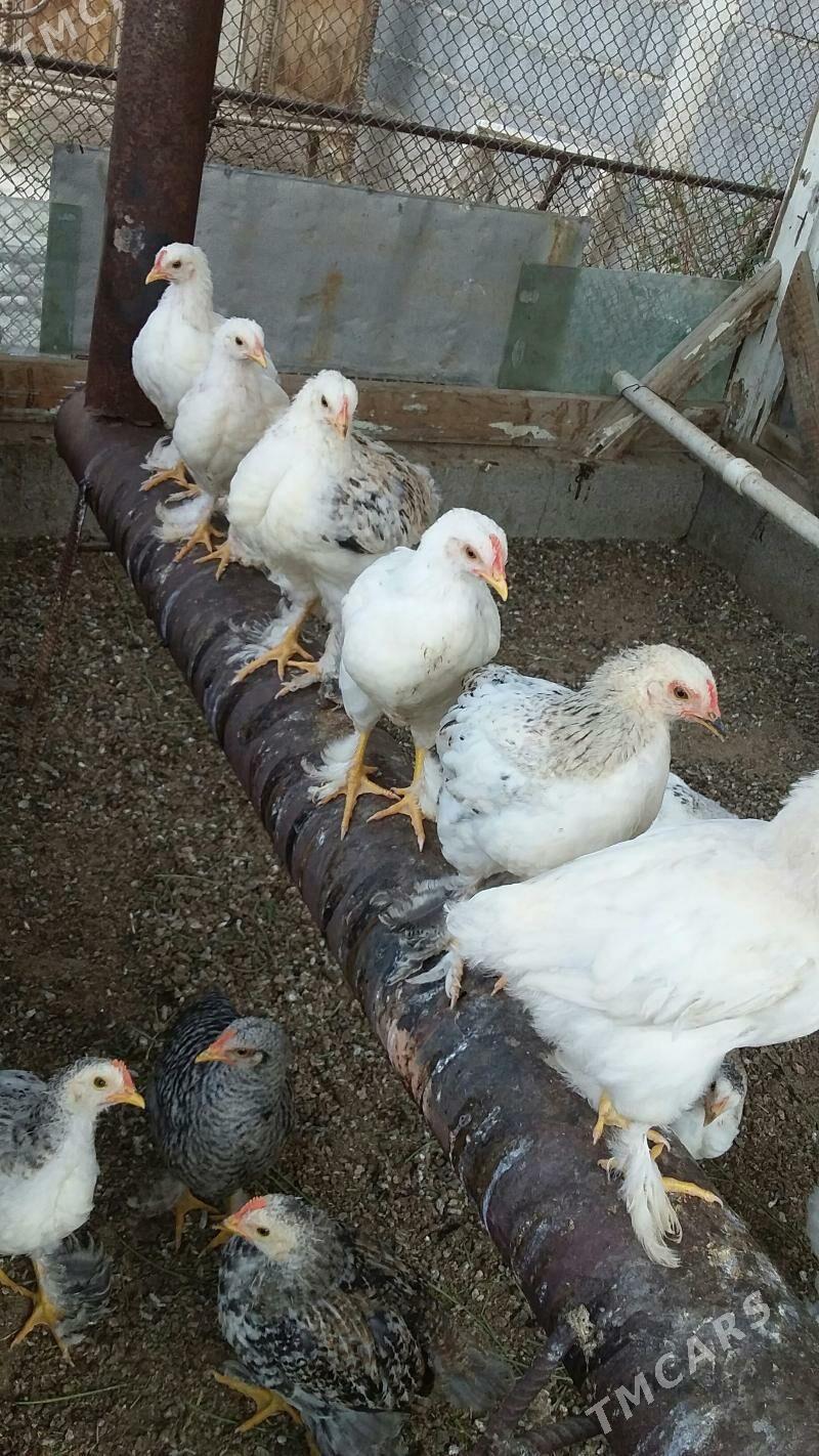 индуклар,,балгар,,товук,,жуйже - Büzmeýin - img 8