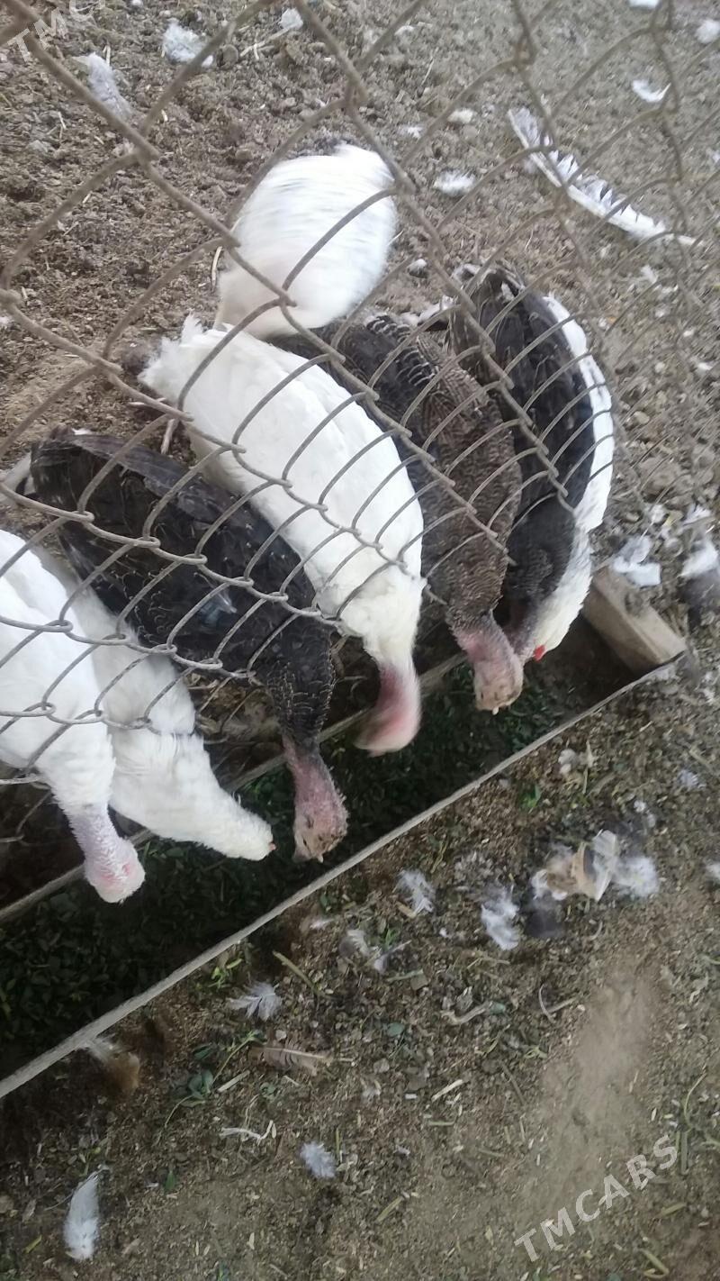 индуклар,,балгар,,товук,,жуйже - Büzmeýin - img 4