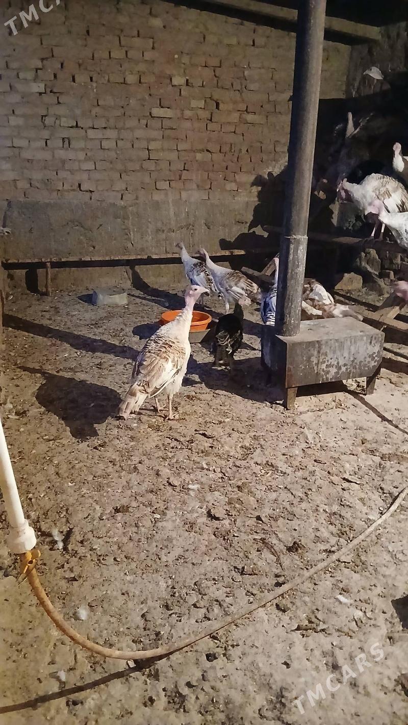 indyuk - Кака - img 2