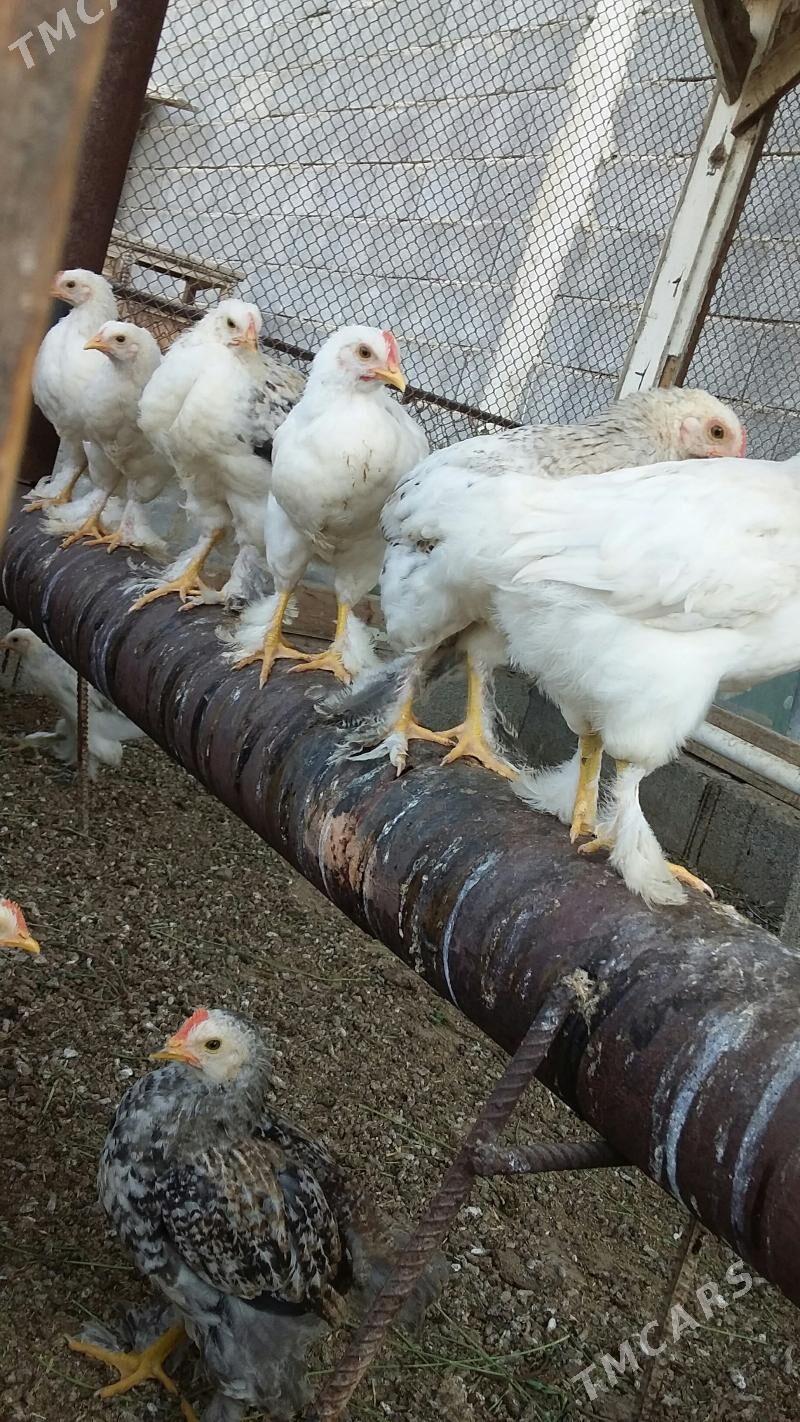 индуклар,,балгар,,товук,,жуйже - Büzmeýin - img 7