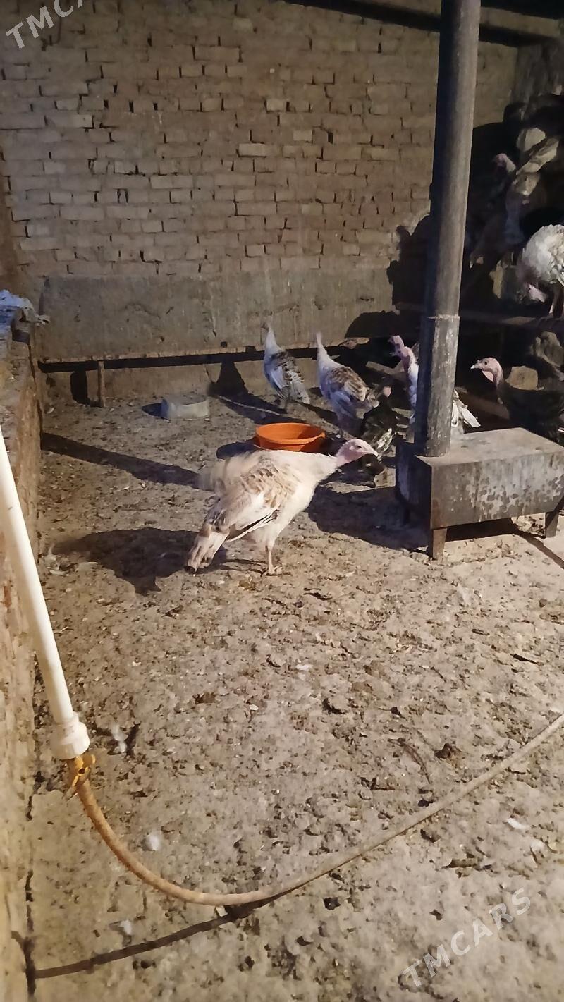 indyuk - Кака - img 1