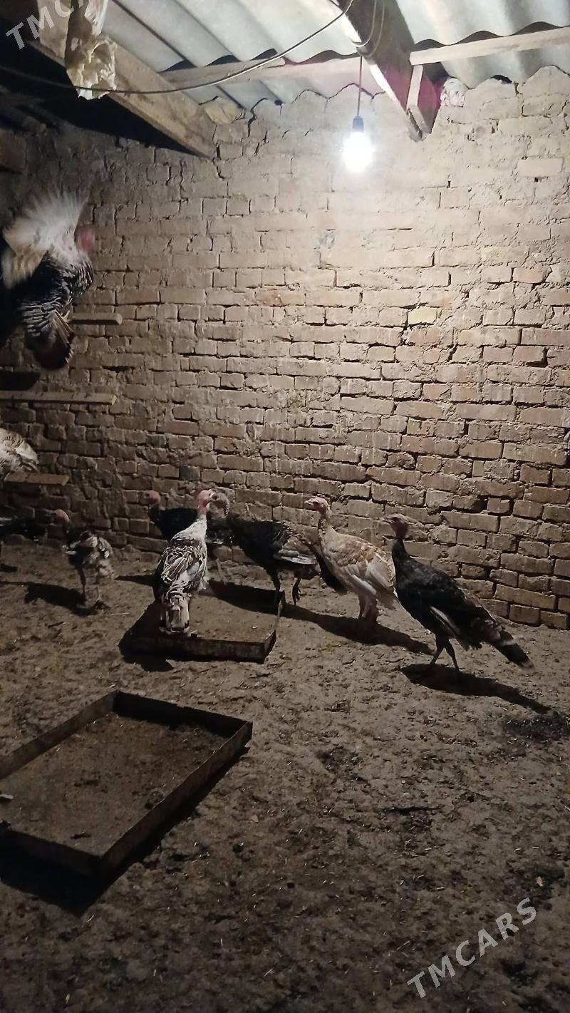 indyuk - Кака - img 3