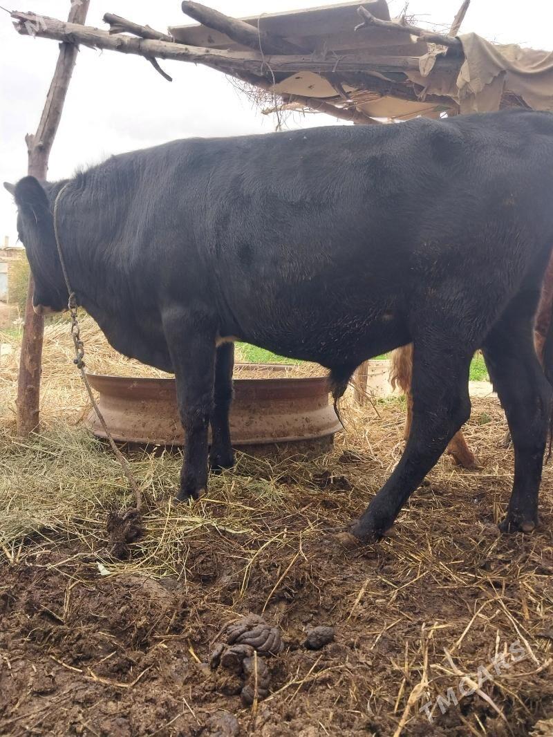 Öküz - Бабадайхан - img 2