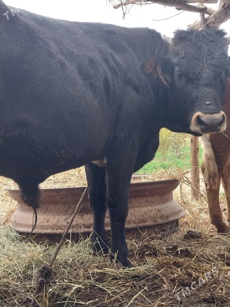 Öküz - Бабадайхан - img 1