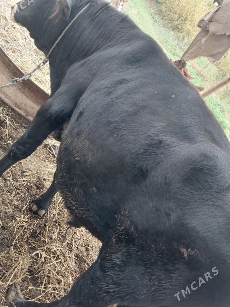 Öküz - Бабадайхан - img 4