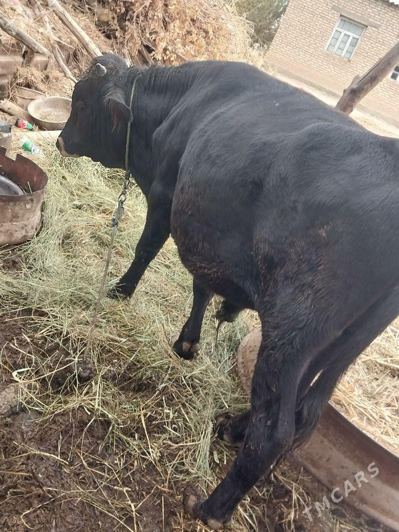 Öküz - Бабадайхан - img 3