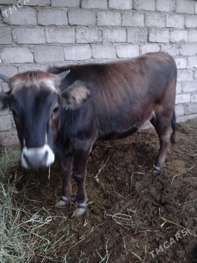 tuwe - Яшлык - img 5