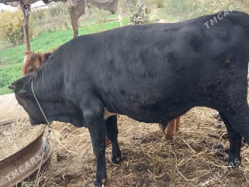 Öküz - Бабадайхан - img 5