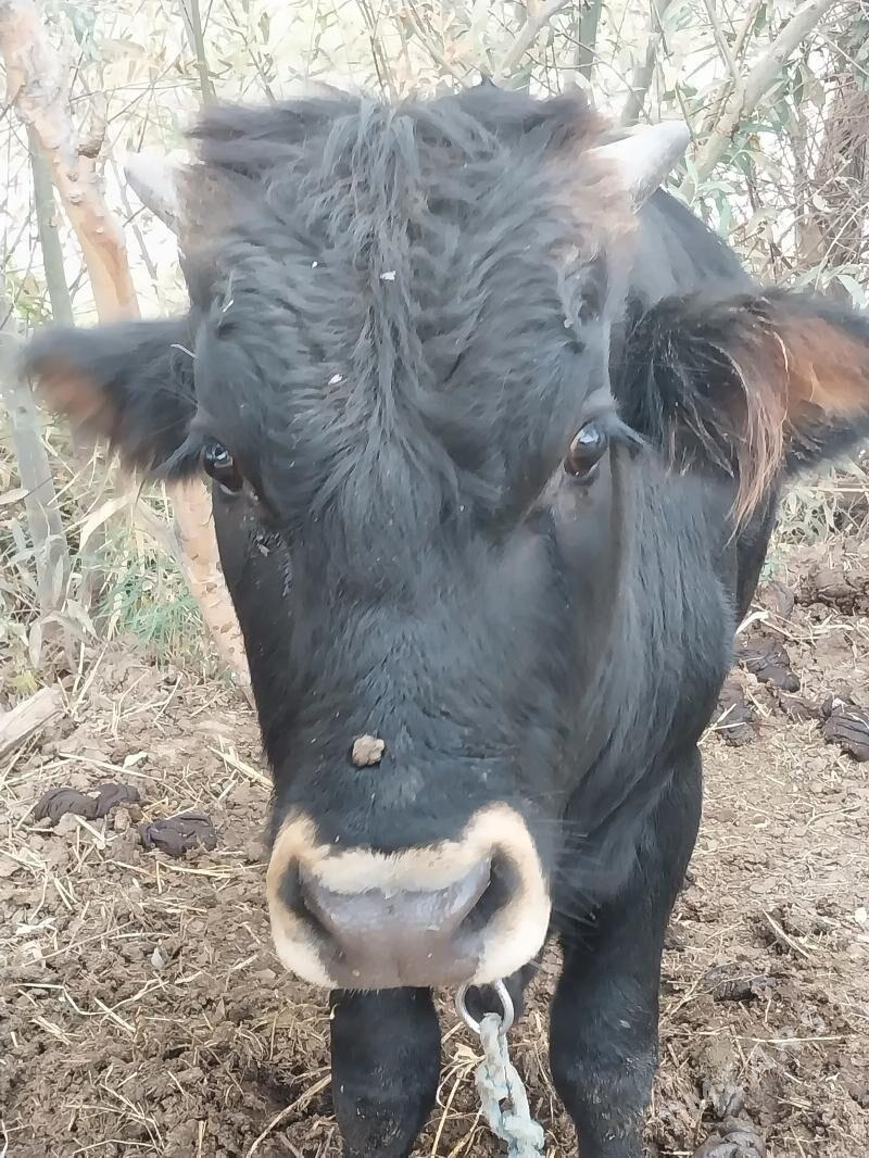 Öküz - Бабадайхан - img 6