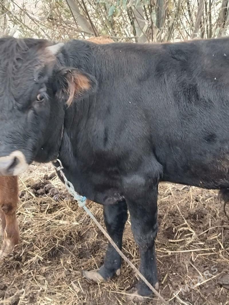 Öküz - Бабадайхан - img 7