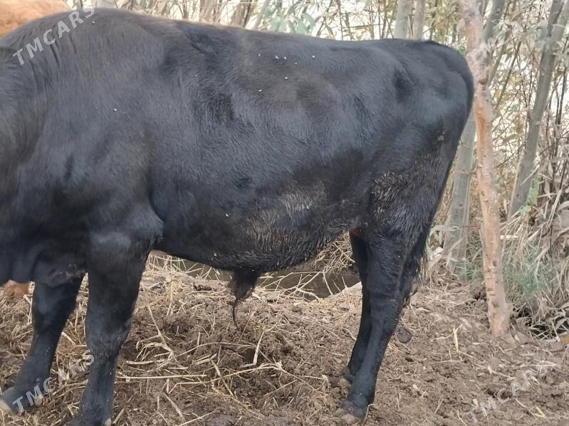 Öküz - Бабадайхан - img 8